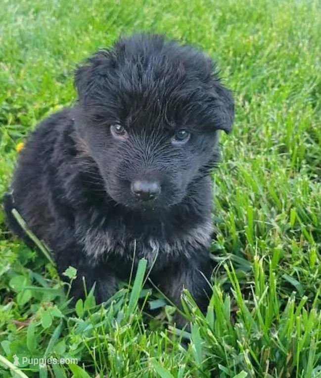 Male GSD Longhair Black/Red Puppy – German Shepherd Dog puppy for sale in Ostrander, OH
