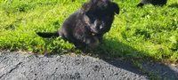 Male GSD Longhair Black/Red Puppy, a male German Shepherd Dog for sale in Ostrander, OH – 2 of 10