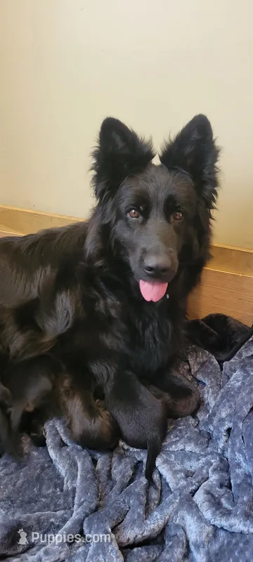 Male GSD Longhair Black/Red Puppy – German Shepherd Dog puppy for sale in Ostrander, OH