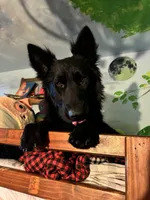 Male GSD Longhair Black/Red Puppy, a male German Shepherd Dog for sale in Ostrander, OH – Photo 9 of 10