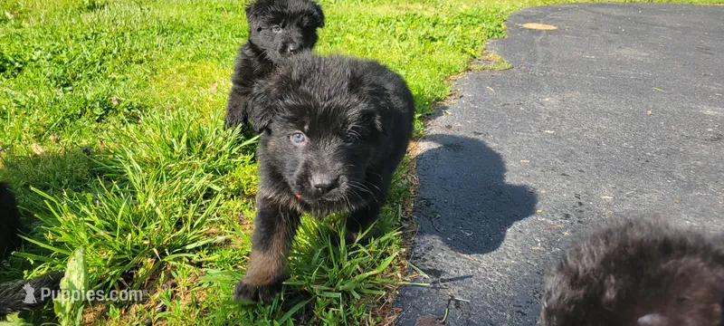 Male GSD Longhair Black/Red Puppy – German Shepherd Dog puppy for sale in Ostrander, OH