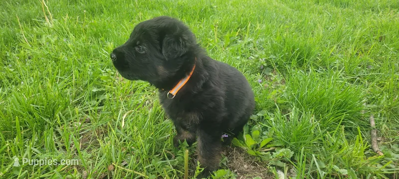 Male GSD Longhair Black/Red Puppy – German Shepherd Dog puppy for sale in Ostrander, OH