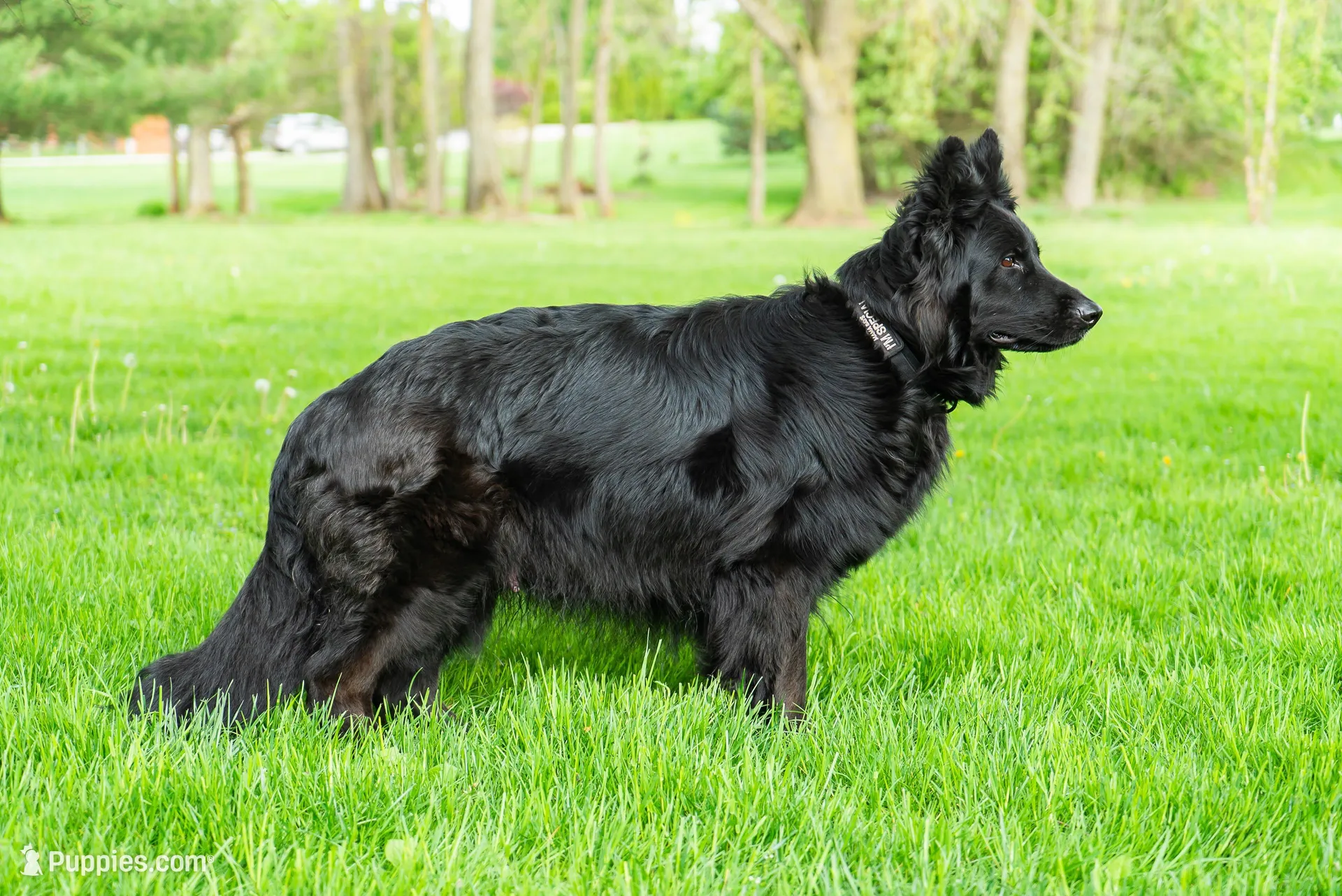 Male GSD Longhair Black/Red Puppy, a male German Shepherd Dog for sale in Ostrander, OH – 8 of 10