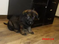 REX, a male German Shepherd Dog for sale in Elsberry, MO – 3 of 8
