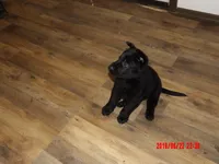 Hondo, a male German Shepherd Dog for sale in Elsberry, MO – 5 of 9