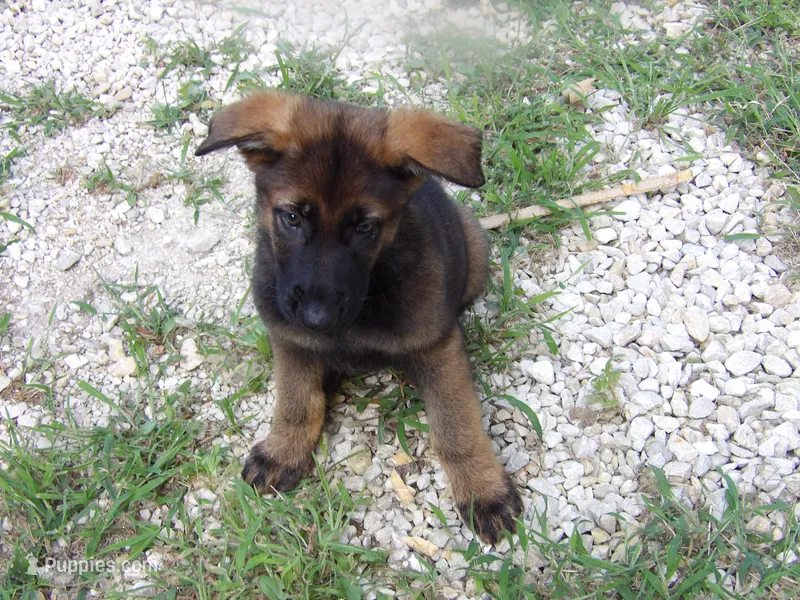 REX – German Shepherd Dog puppy for sale in Elsberry, MO
