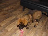 REX, a male German Shepherd Dog for sale in Elsberry, MO – 9 of 10