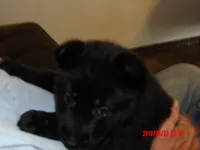 Heidi, a female German Shepherd Dog for sale in Elsberry, MO – 5 of 7