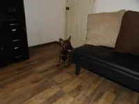 REX, a male German Shepherd Dog for sale in Elsberry, MO – 7 of 10