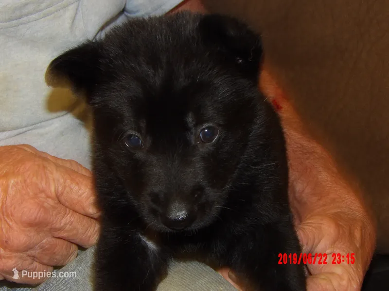 Heidi – German Shepherd Dog puppy for sale in Elsberry, MO
