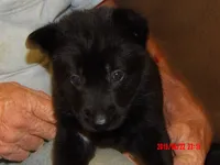 Heidi, a female German Shepherd Dog for sale in Elsberry, MO – 1 of 7