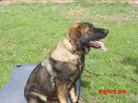 LUKE, a male German Shepherd Dog for sale in Elsberry, MO – 2 of 9