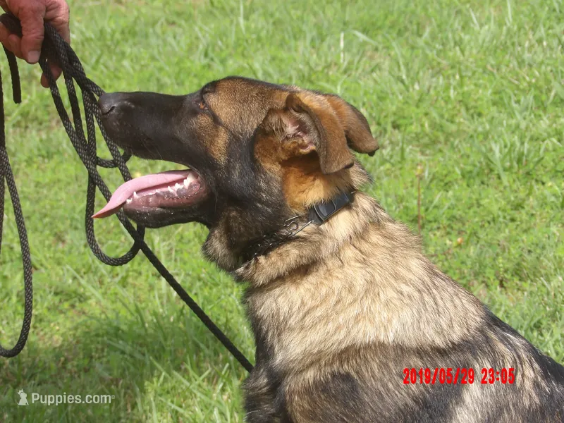LUKE – German Shepherd Dog puppy for sale in Elsberry, MO