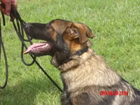 LUKE, a male German Shepherd Dog for sale in Elsberry, MO – 1 of 9