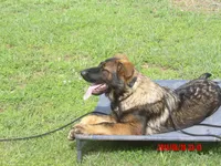 LUKE, a male German Shepherd Dog for sale in Elsberry, MO – 7 of 9