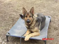 THOR, a male German Shepherd Dog for sale in Elsberry, MO – 9 of 9