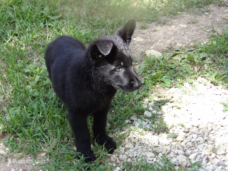 Hondo – German Shepherd Dog puppy for sale in Elsberry, MO