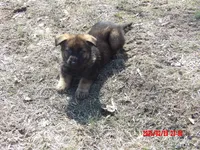 green color, a male German Shepherd Dog for sale in Elsberry, MO – Photo 3 of 5
