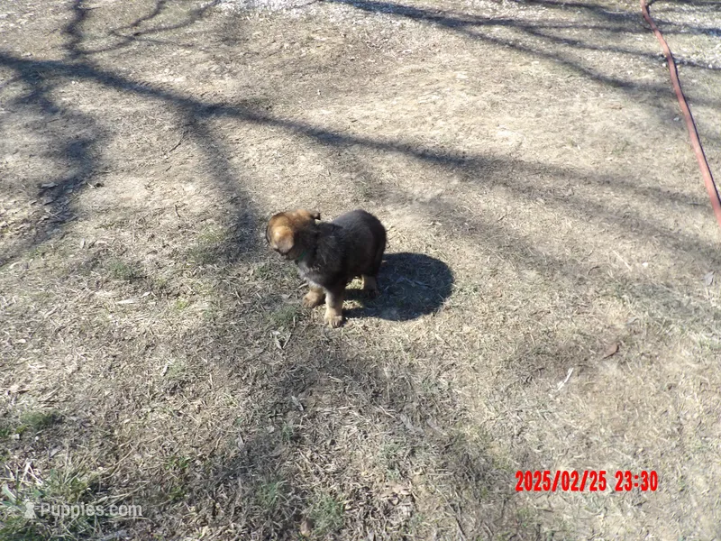 green color – German Shepherd Dog puppy for sale in Elsberry, MO
