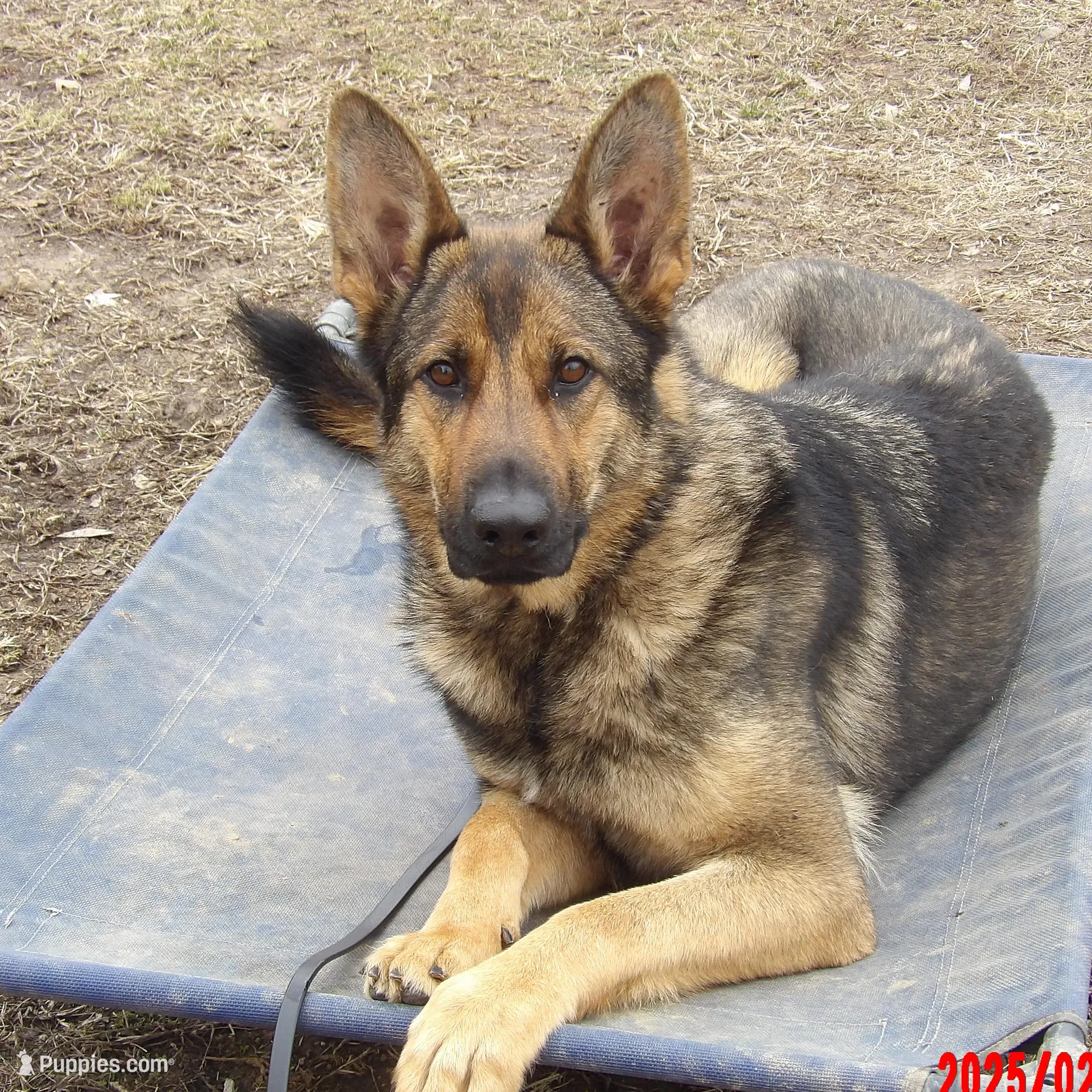 green color, a male German Shepherd Dog for sale in Elsberry, MO – Photo 5 of 5