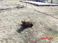 green color, a male German Shepherd Dog for sale in Elsberry, MO – Photo 2 of 5