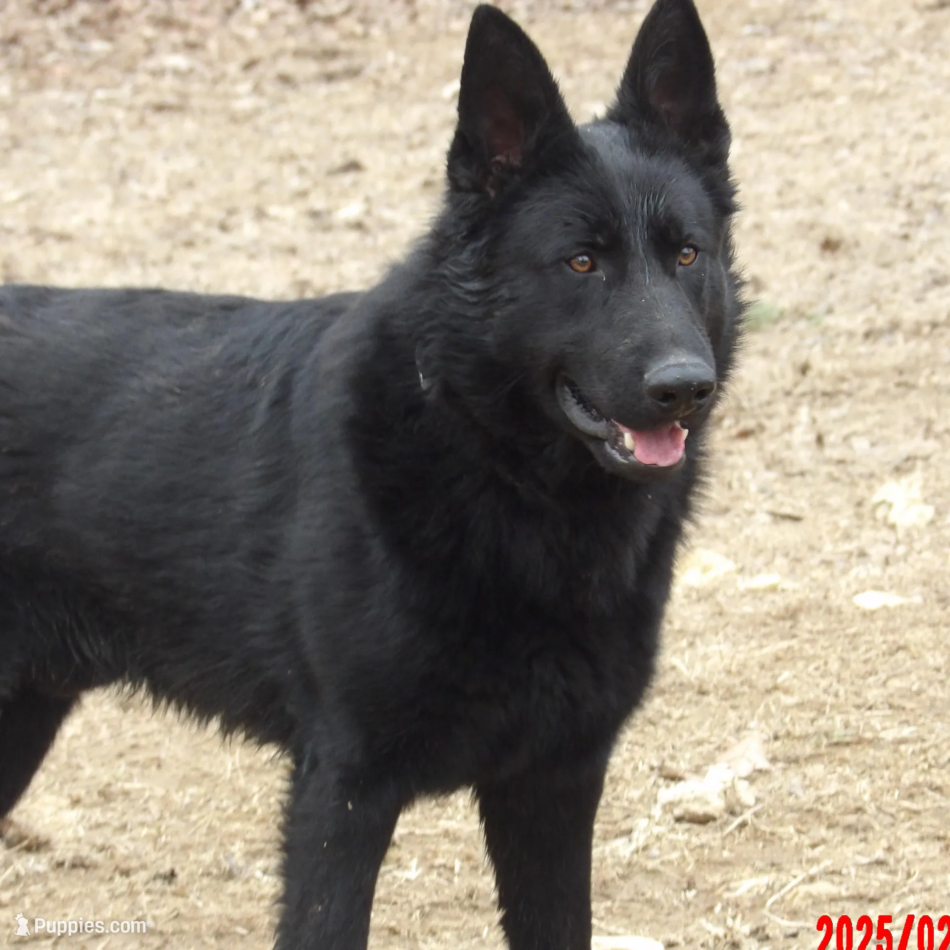 green color, a male German Shepherd Dog for sale in Elsberry, MO – Photo 4 of 5