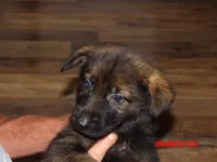 REX, a male German Shepherd Dog for sale in Elsberry, MO – 6 of 8