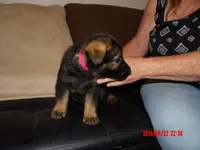 sassy, a female German Shepherd Dog for sale in Elsberry, MO – 5 of 8