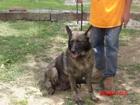BEAR, a male German Shepherd Dog for sale in Elsberry, MO – 6 of 6