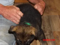 sassy, a female German Shepherd Dog for sale in Elsberry, MO – 1 of 8