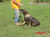 LUKE, a male German Shepherd Dog for sale in Elsberry, MO – 4 of 9