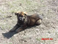 white collar, a male German Shepherd Dog for sale in Elsberry, MO – Photo 2 of 3