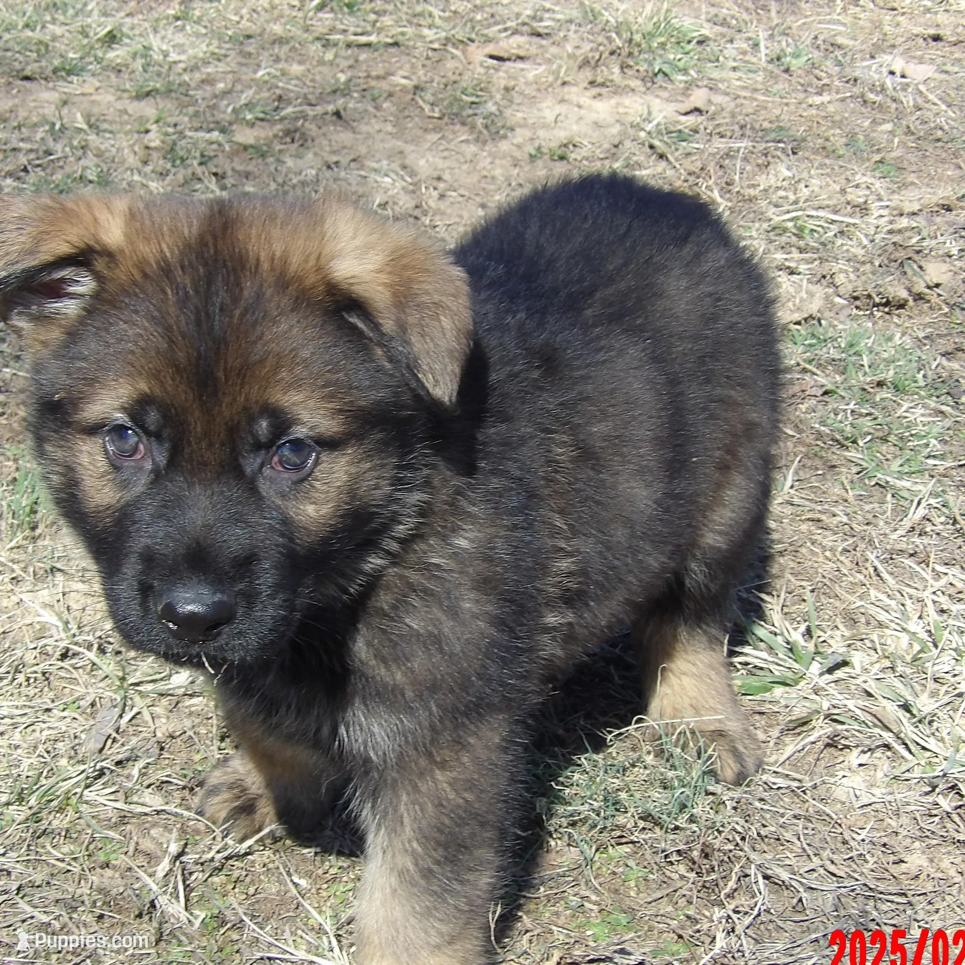 white collar – German Shepherd Dog puppy for sale in Elsberry, MO