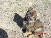 white collar, a male German Shepherd Dog for sale in Elsberry, MO – Photo 3 of 3