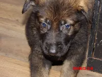 REX, a male German Shepherd Dog for sale in Elsberry, MO – 2 of 8