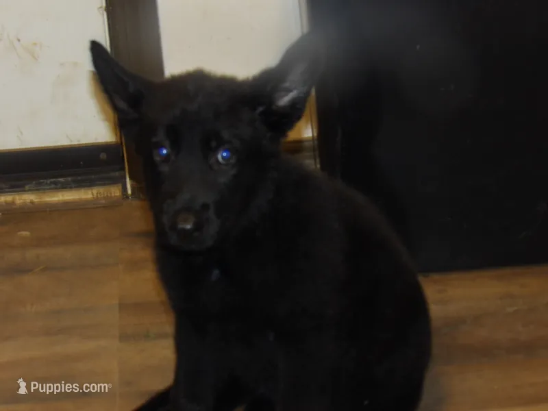 Heidi – German Shepherd Dog puppy for sale in Elsberry, MO