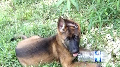 REX, a male German Shepherd Dog for sale in Elsberry, MO – 10 of 10