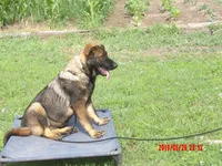 LUKE, a male German Shepherd Dog for sale in Elsberry, MO – 6 of 9