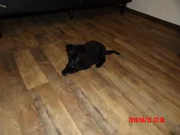 Hondo, a male German Shepherd Dog for sale in Elsberry, MO – 3 of 9