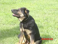 THOR, a male German Shepherd Dog for sale in Elsberry, MO – 4 of 9