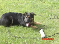 THOR, a male German Shepherd Dog for sale in Elsberry, MO – 5 of 9