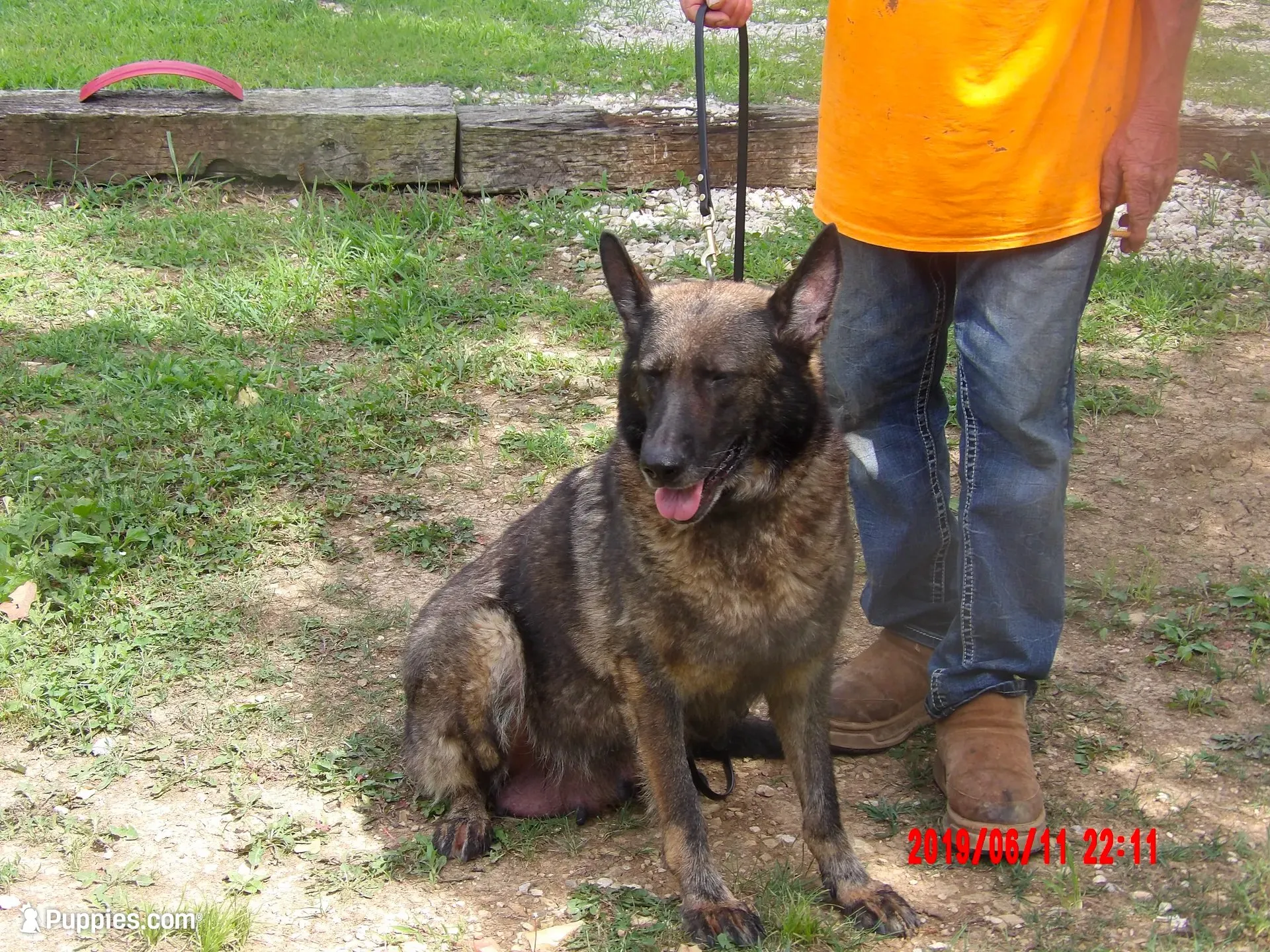 REX, a male German Shepherd Dog for sale in Elsberry, MO – 2 of 10