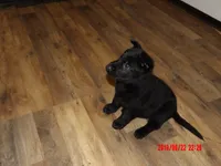 Hondo, a male German Shepherd Dog for sale in Elsberry, MO – 4 of 9