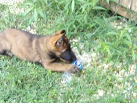 REX, a male German Shepherd Dog for sale in Elsberry, MO – 4 of 10