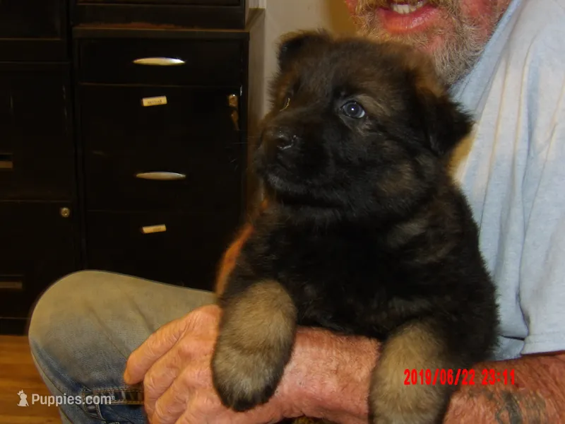 BEAR – German Shepherd Dog puppy for sale in Elsberry, MO
