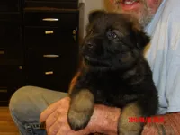 BEAR, a male German Shepherd Dog for sale in Elsberry, MO – 1 of 6