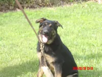 THOR, a male German Shepherd Dog for sale in Elsberry, MO – 1 of 9