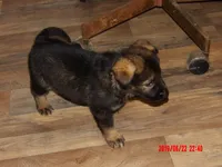 sassy, a female German Shepherd Dog for sale in Elsberry, MO – 2 of 8