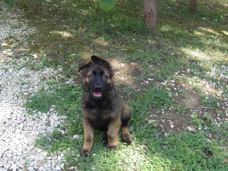 BEAR – German Shepherd Dog puppy for sale in Elsberry, MO