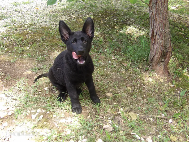 Heidi – German Shepherd Dog puppy for sale in Elsberry, MO